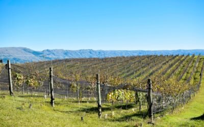 Córdoba celebra la Semana de los Vinos: Deleita tus sentidos