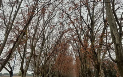 Maratón en San Antonio de Padua: Colonia Caroya