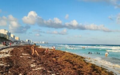 Sargazo: en unos días arranca el peor año previsto