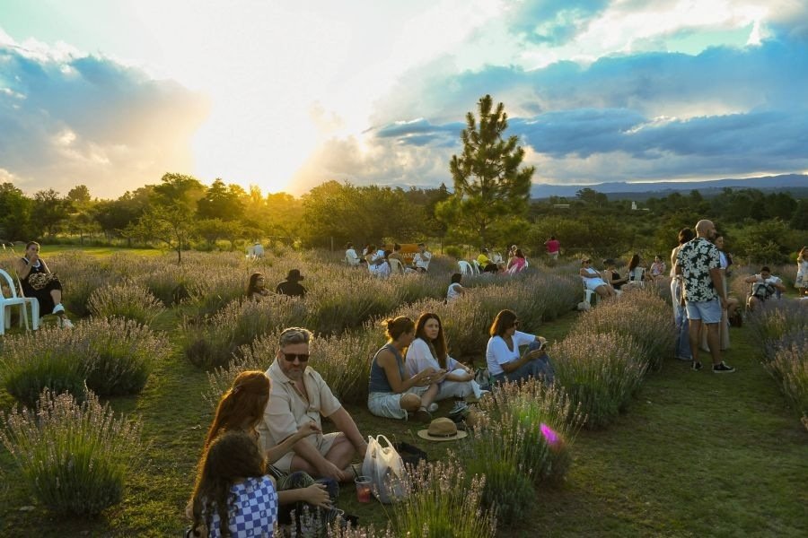 Islavanda: una experiencia entre lavandas en Los Reartes